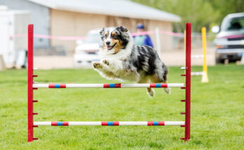 Agility Training Can Help Anxious Dogs