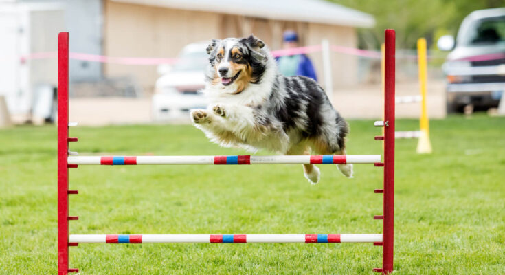 Agility Training Can Help Anxious Dogs