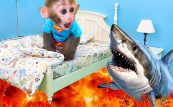 Monkey Baby Bon Bon goes shark fishing and eats watermelon and ducklings in the garden