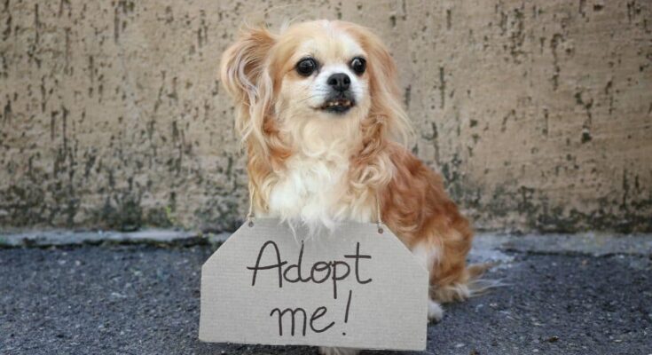 Why You Should Consider Adopting an Older Dog