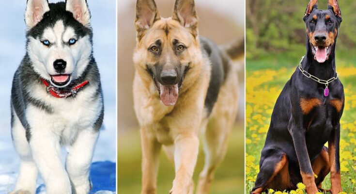 Top 10 Least Friendly Dog Breeds According to a Recent Study