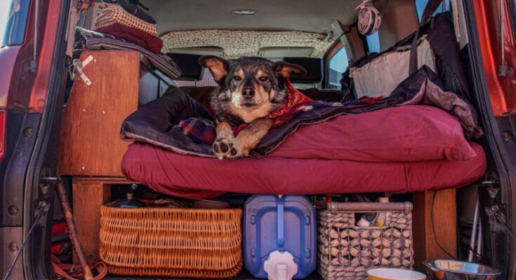 Things to Consider Before Going Camping With Your Dog