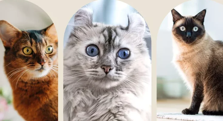 5 Small Cat Breeds That Are Perfect for Families