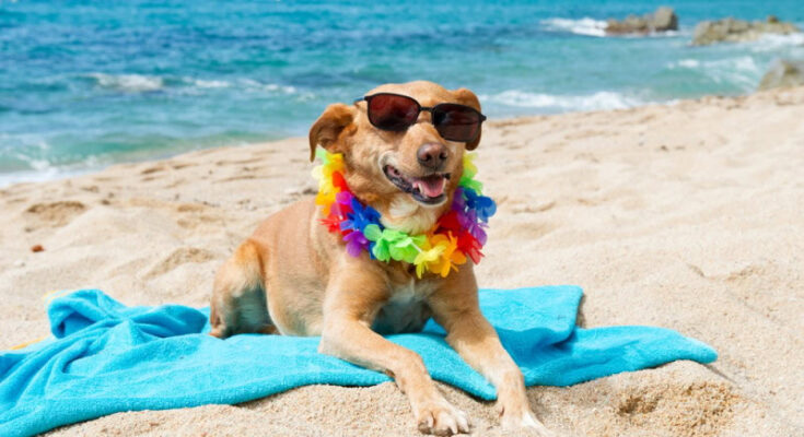 Five Dog-Friendly US Beaches Your Pup Will Love