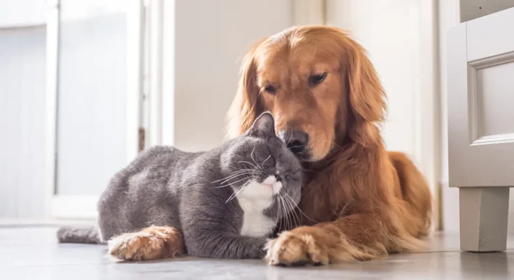 Tips on How to Help Your Cat and Dog Get Along