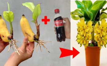 SUPER SPECIAL TECHNIQUE for propagating bananas with coca-cola, super fast growth