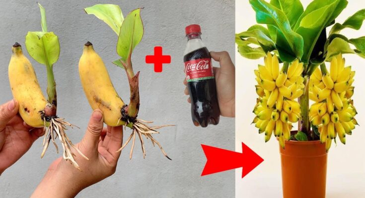 SUPER SPECIAL TECHNIQUE for propagating bananas with coca-cola, super fast growth